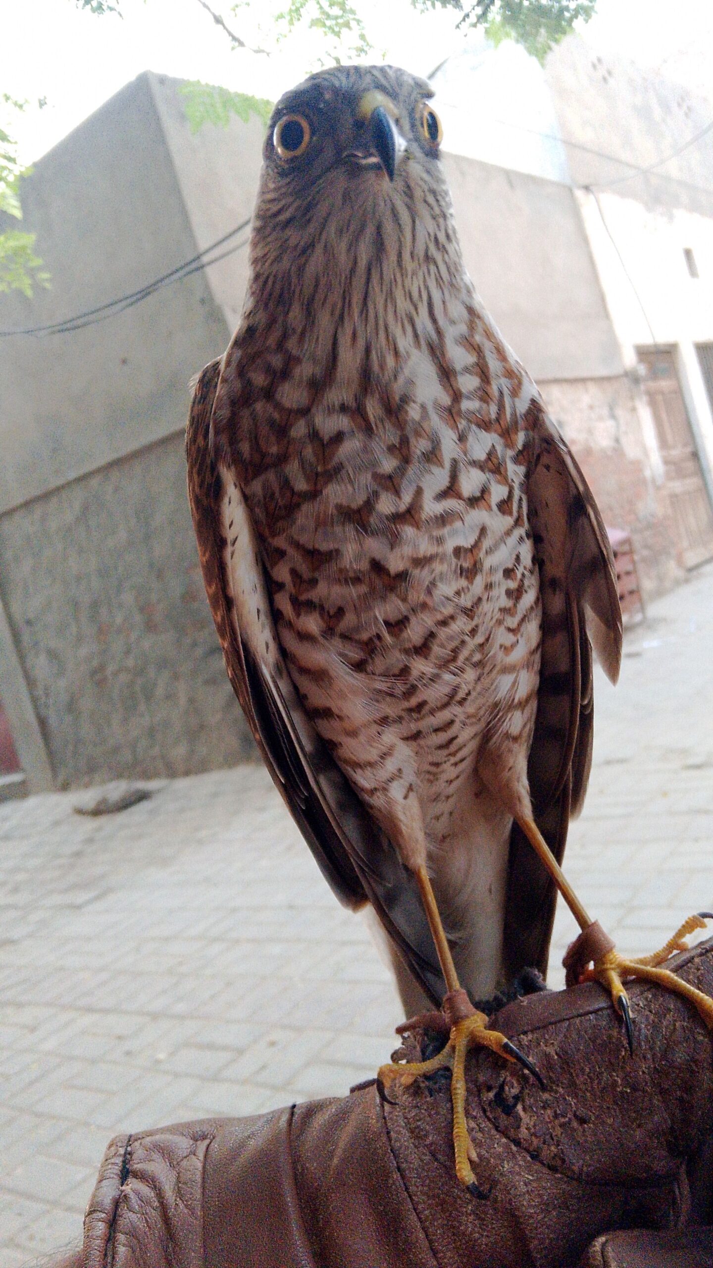 Sparrow hawk (basha)