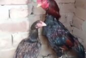 Amroha & bagyara aseel