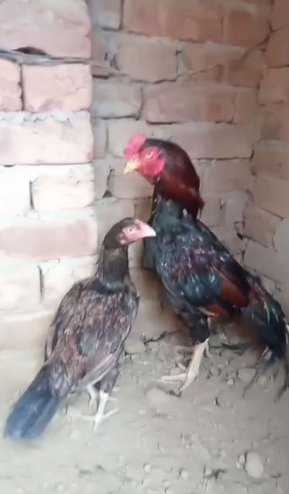 Amroha & bagyara aseel