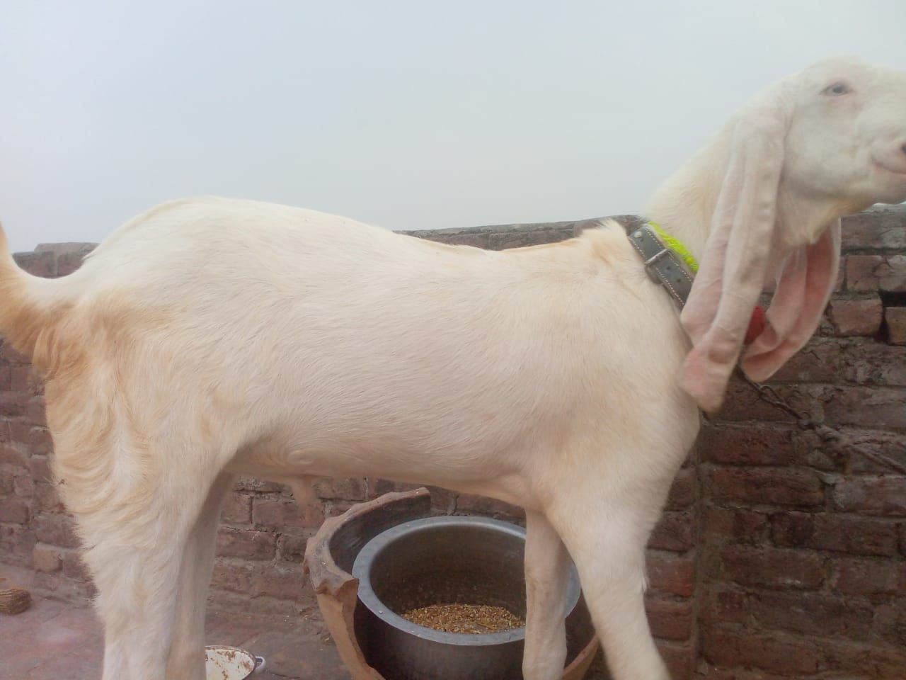 Rajan Puri bakra