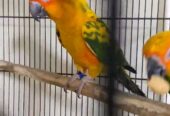Suncnoure young pair