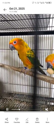 Suncnoure young pair