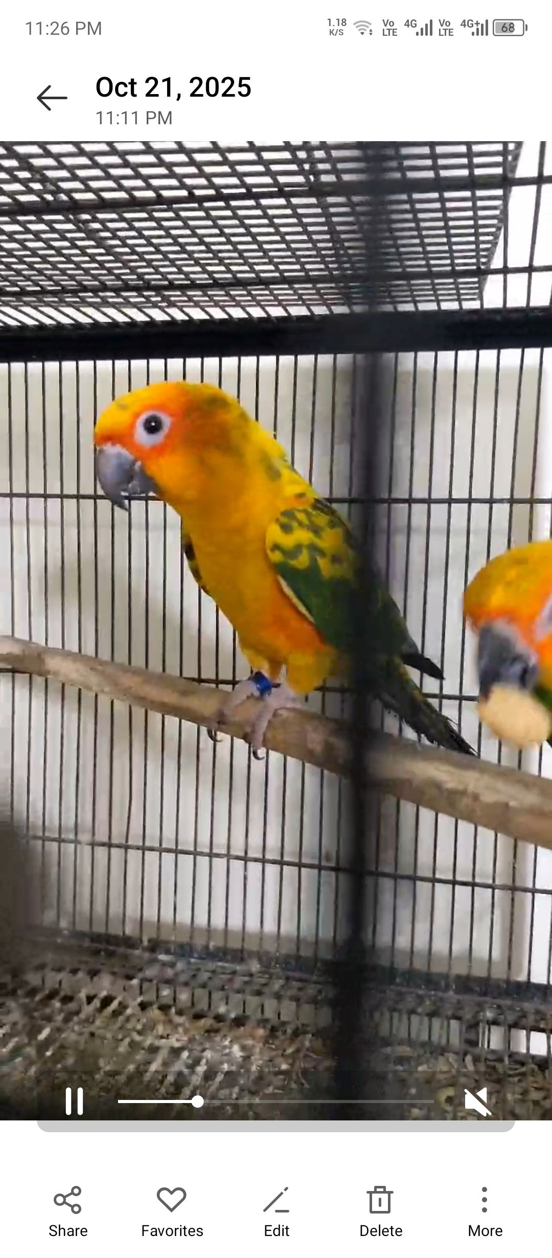 Suncnoure young pair
