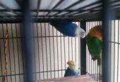 Love bird argunt for sale