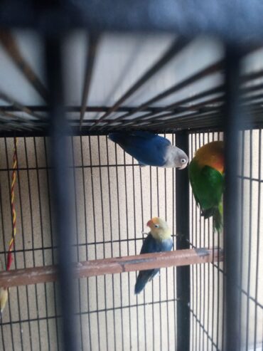 Love bird argunt for sale