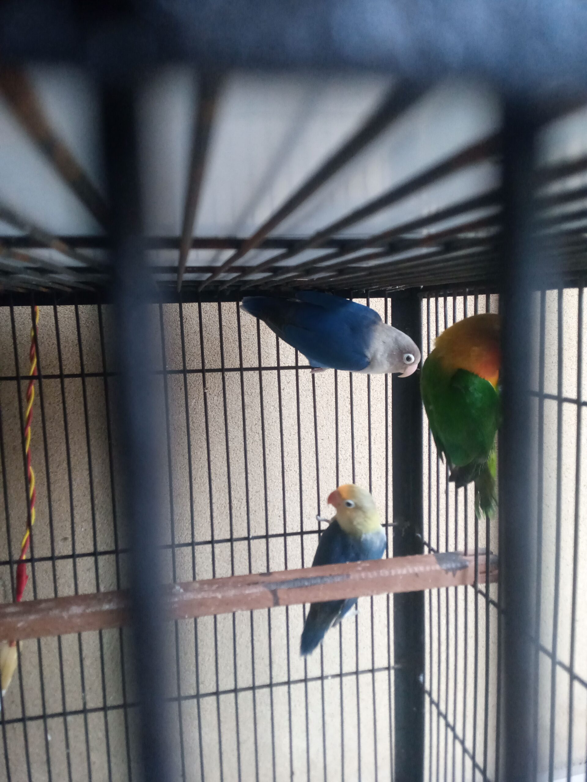 Love bird argunt for sale