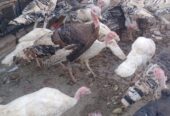 Healthy Turkey 🦃 Birds For Sale in Bahawalpur