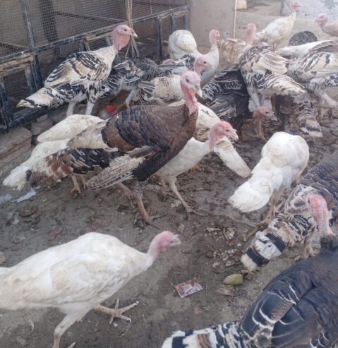 Healthy Turkey 🦃 Birds For Sale in Bahawalpur
