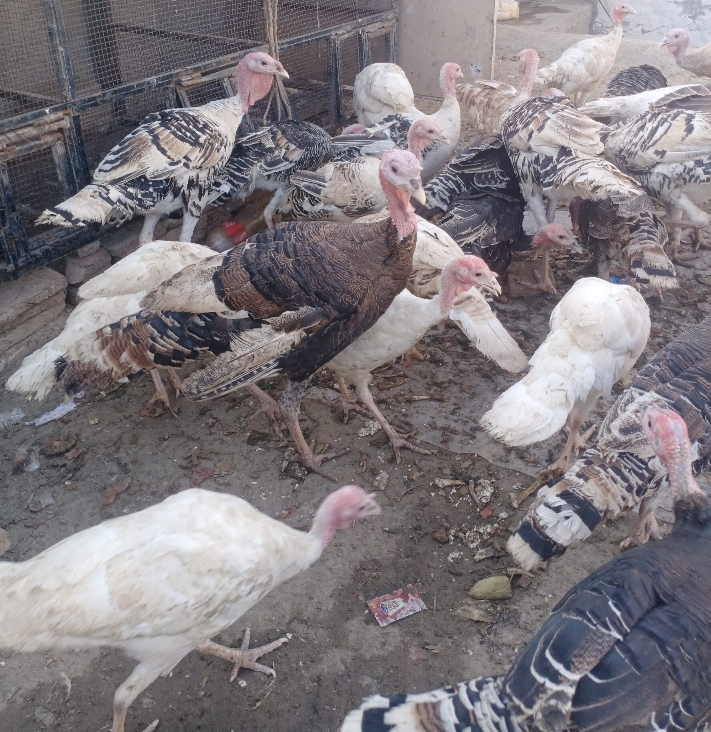 Healthy Turkey 🦃 Birds For Sale in Bahawalpur