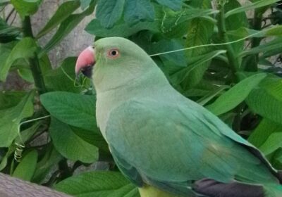 8f24e4f1-7c43-4514-a423-91a320af9058