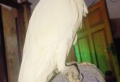 Greater sulphur cockatoo