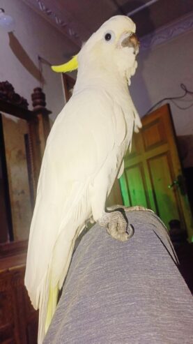 Greater sulphur cockatoo