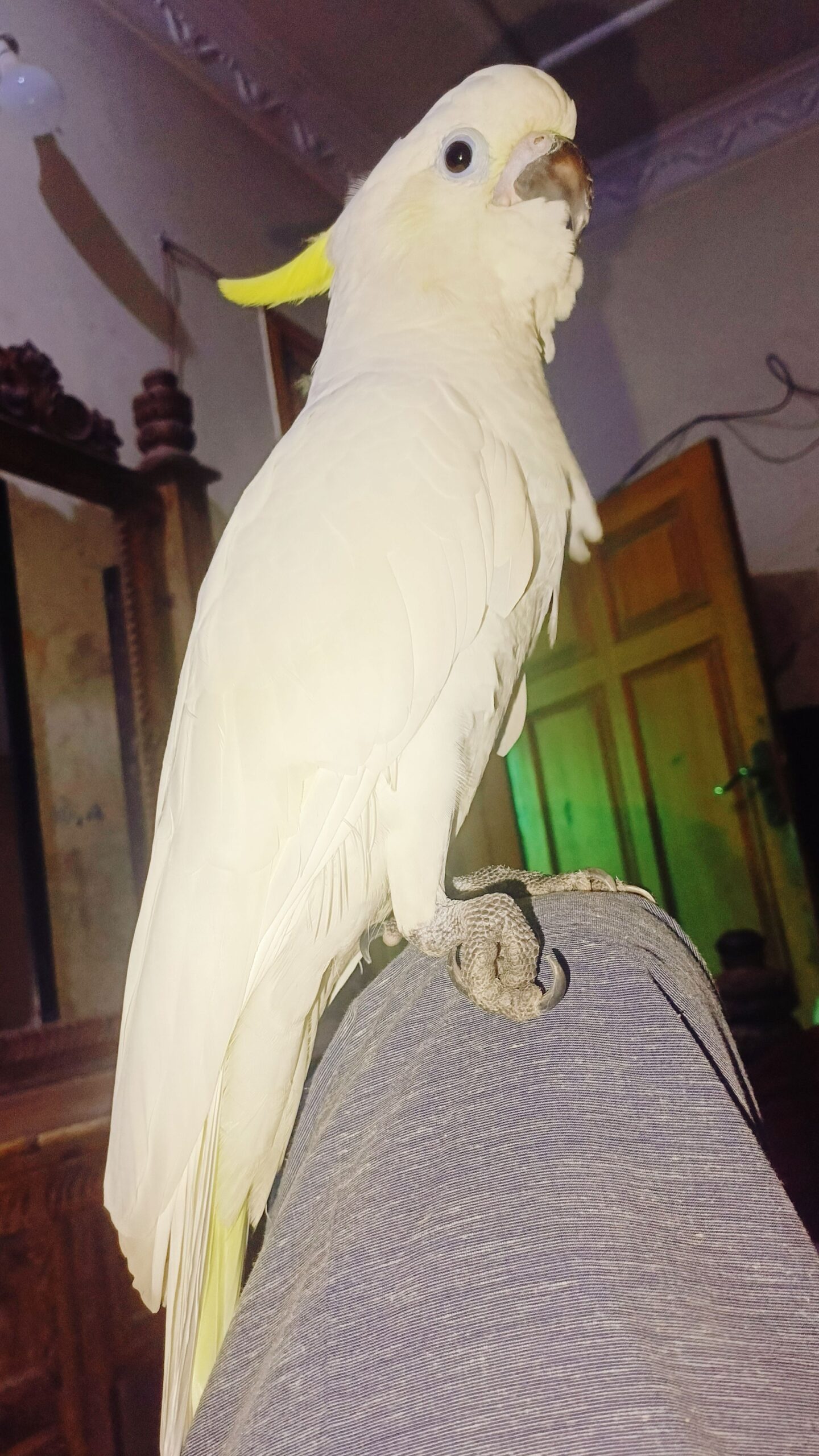 Greater sulphur cockatoo