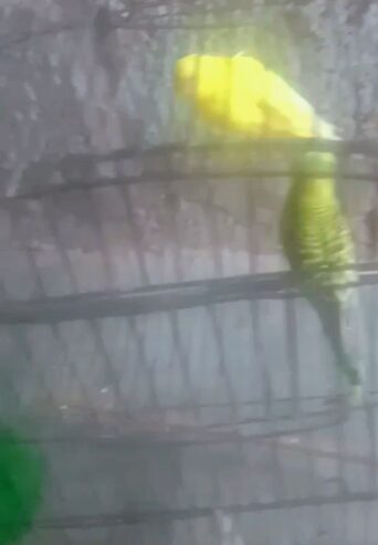 Male and female