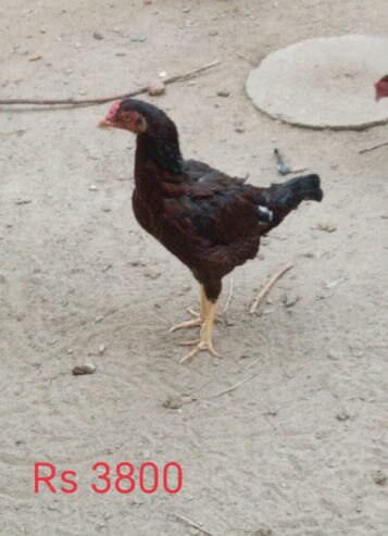 Pure Aseel for sale