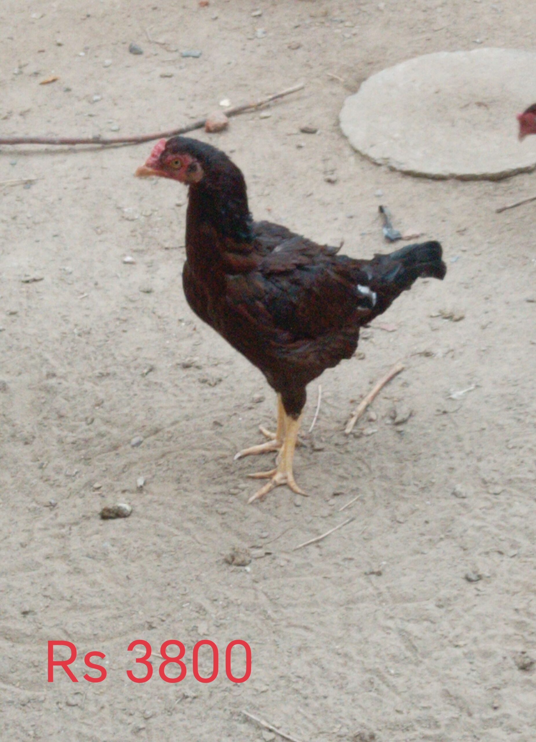 Pure Aseel for sale