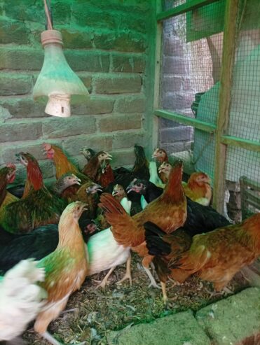Golden Misri Available