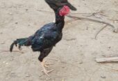 Aseel pair for sale