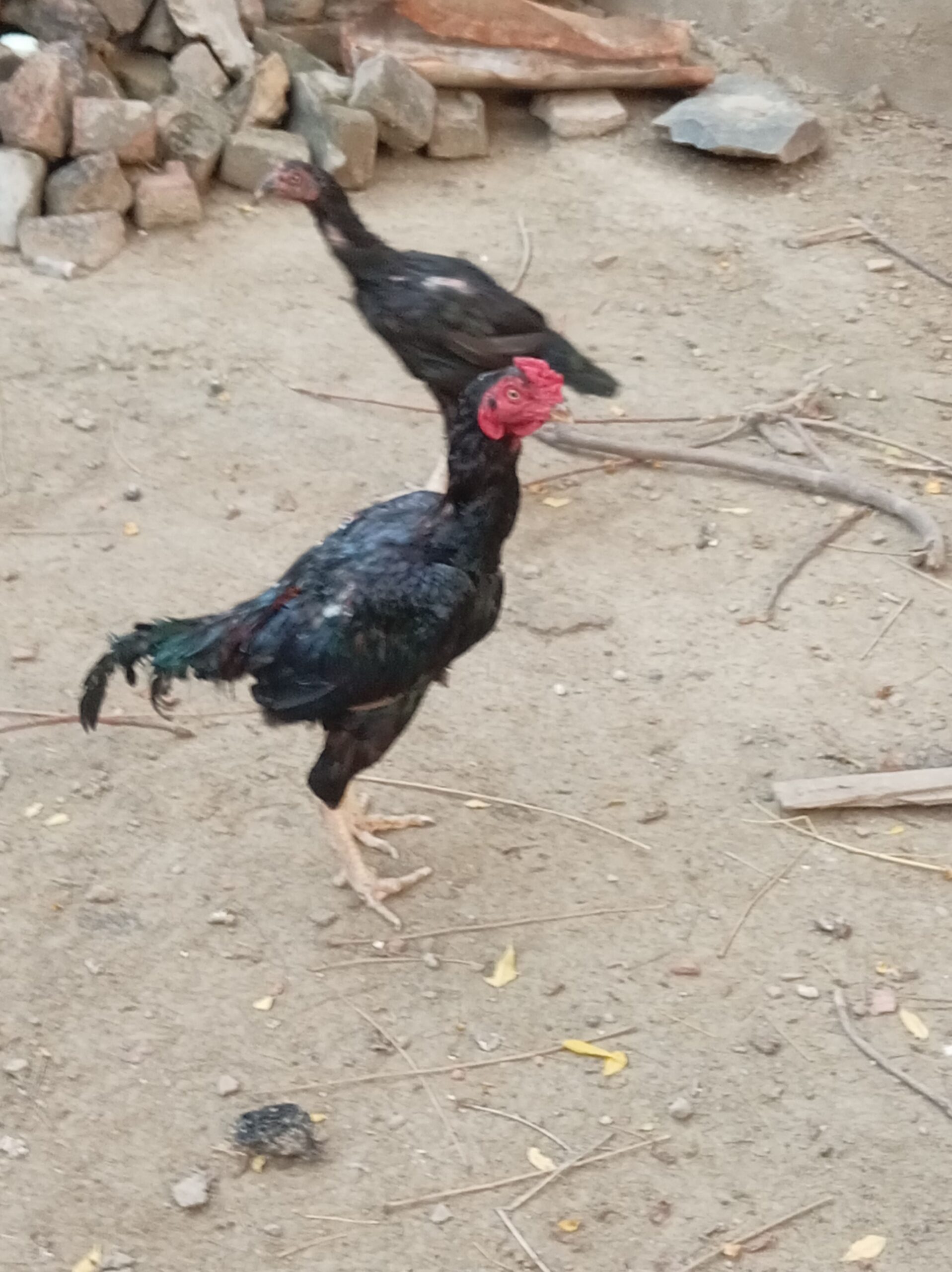 Aseel pair for sale