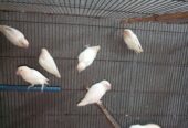 Albino red eyes