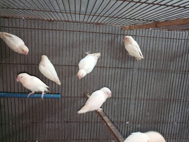 Albino red eyes