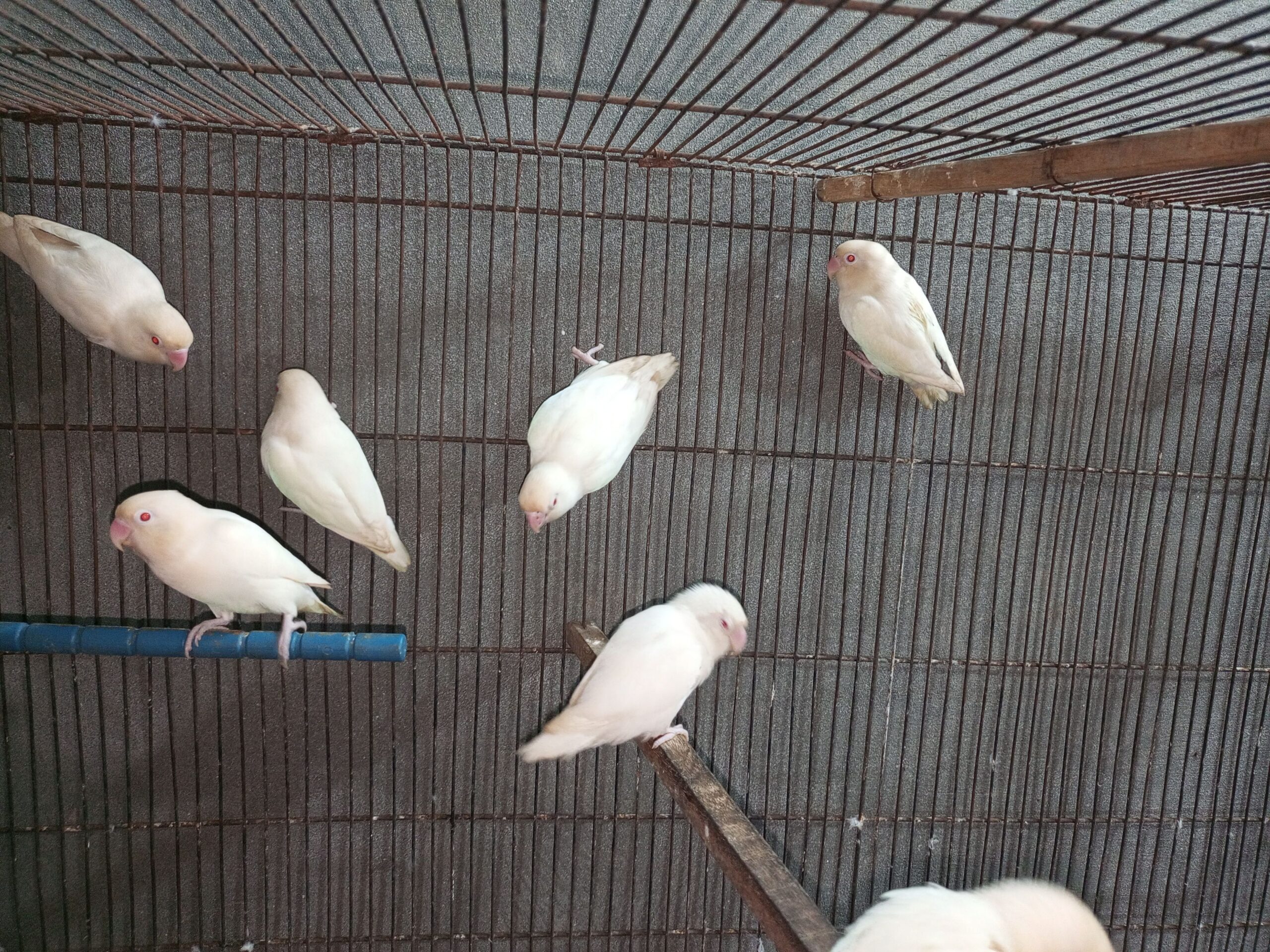 Albino red eyes
