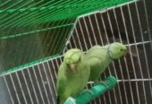 Ringneck parrot (4 parrots) 18 Thousand