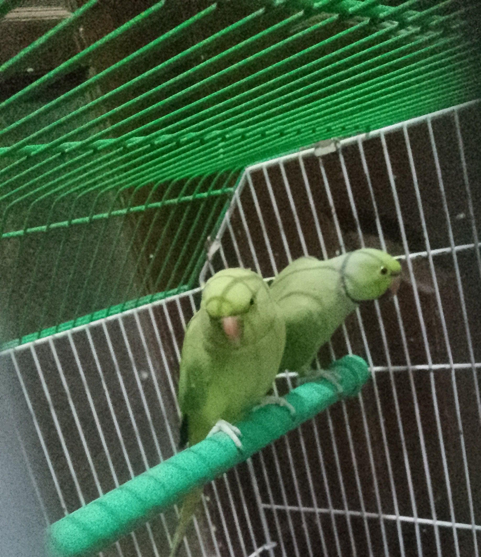 Ringneck parrot (4 parrots) 18 Thousand