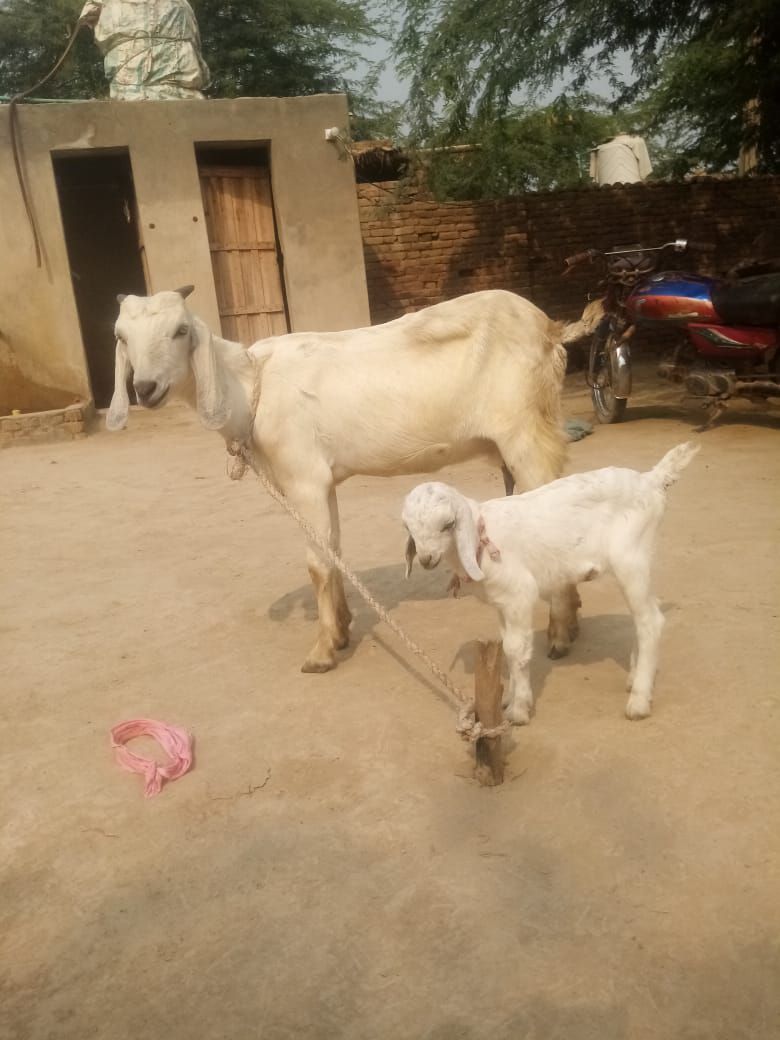 بکری ساتھ میں بچہ