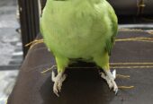 Tame Ringneck male female