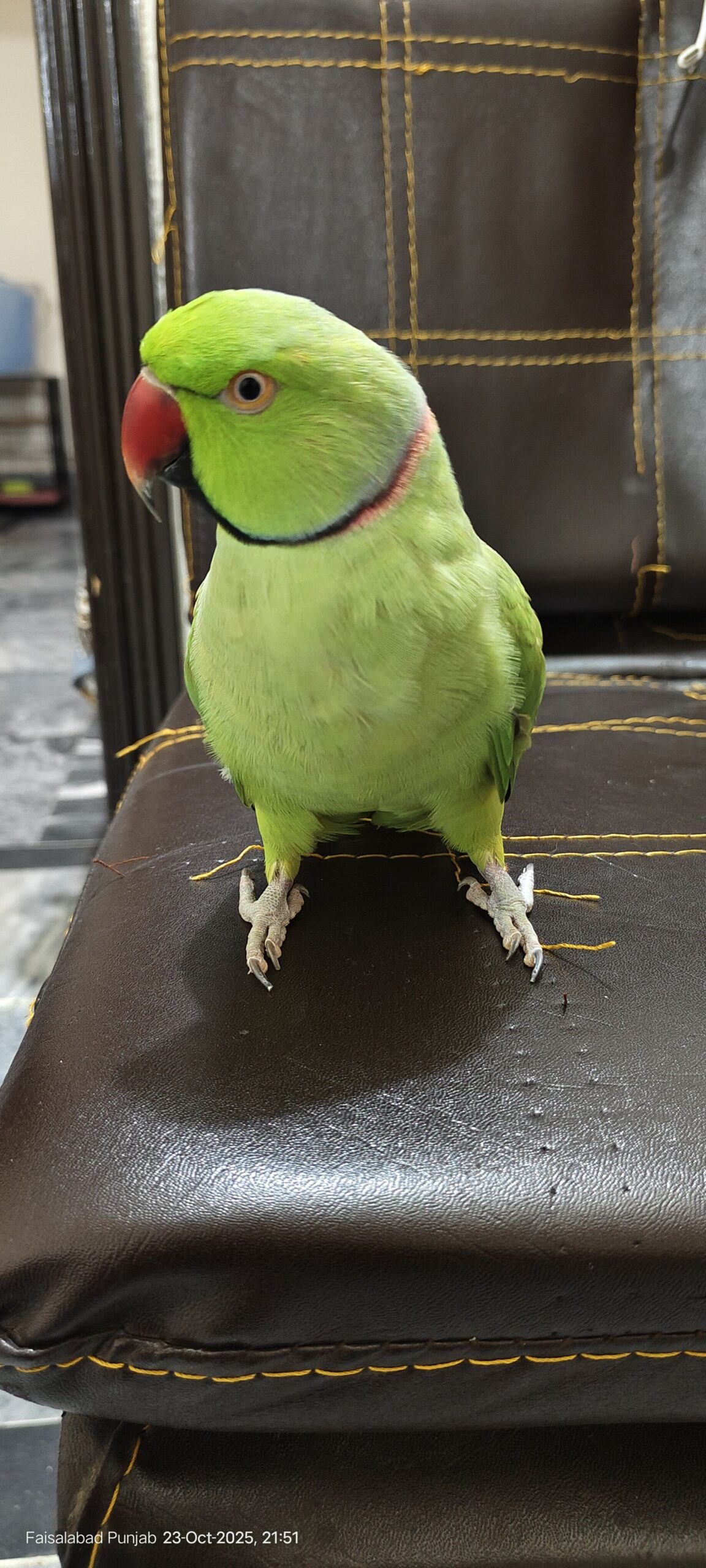 Tame Ringneck male female