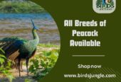 Indian Blue Breeder Peacock