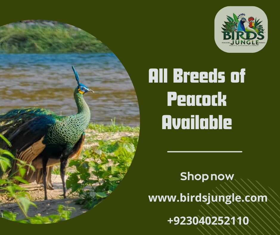 Indian Blue Breeder Peacock