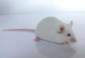 Albino Rats ,SD, Wister, Albino mices