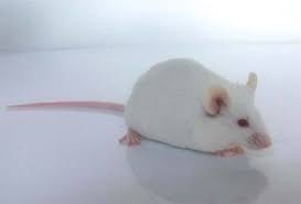 Albino Rats ,SD, Wister, Albino mices