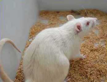 Rats-1