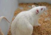Albino Rats ,SD, Wister, Albino mices