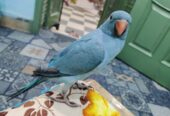 Blue ringneck