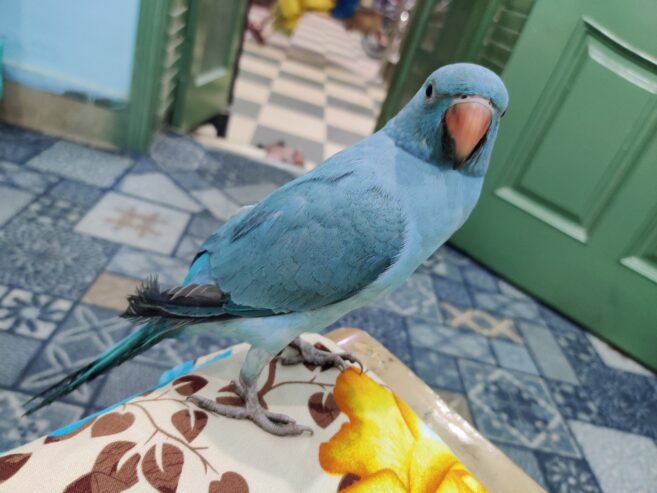 Blue ringneck