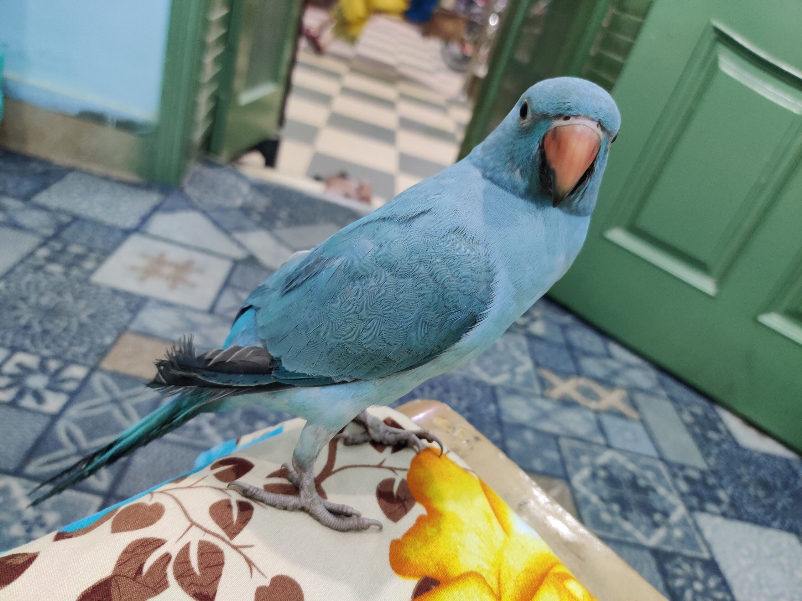 Blue ringneck