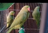 Ringneck parrot (4 parrots) 18 Thousand