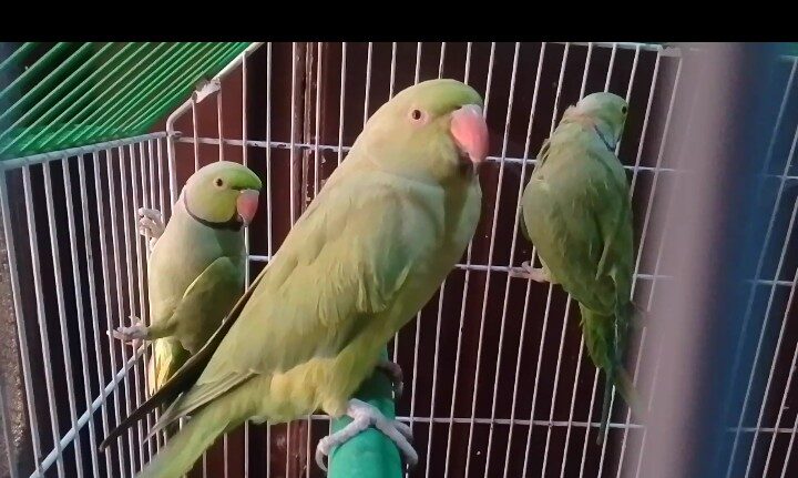 Ringneck parrot (4 parrots) 18 Thousand