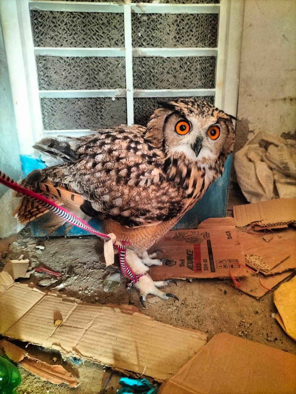 Owl