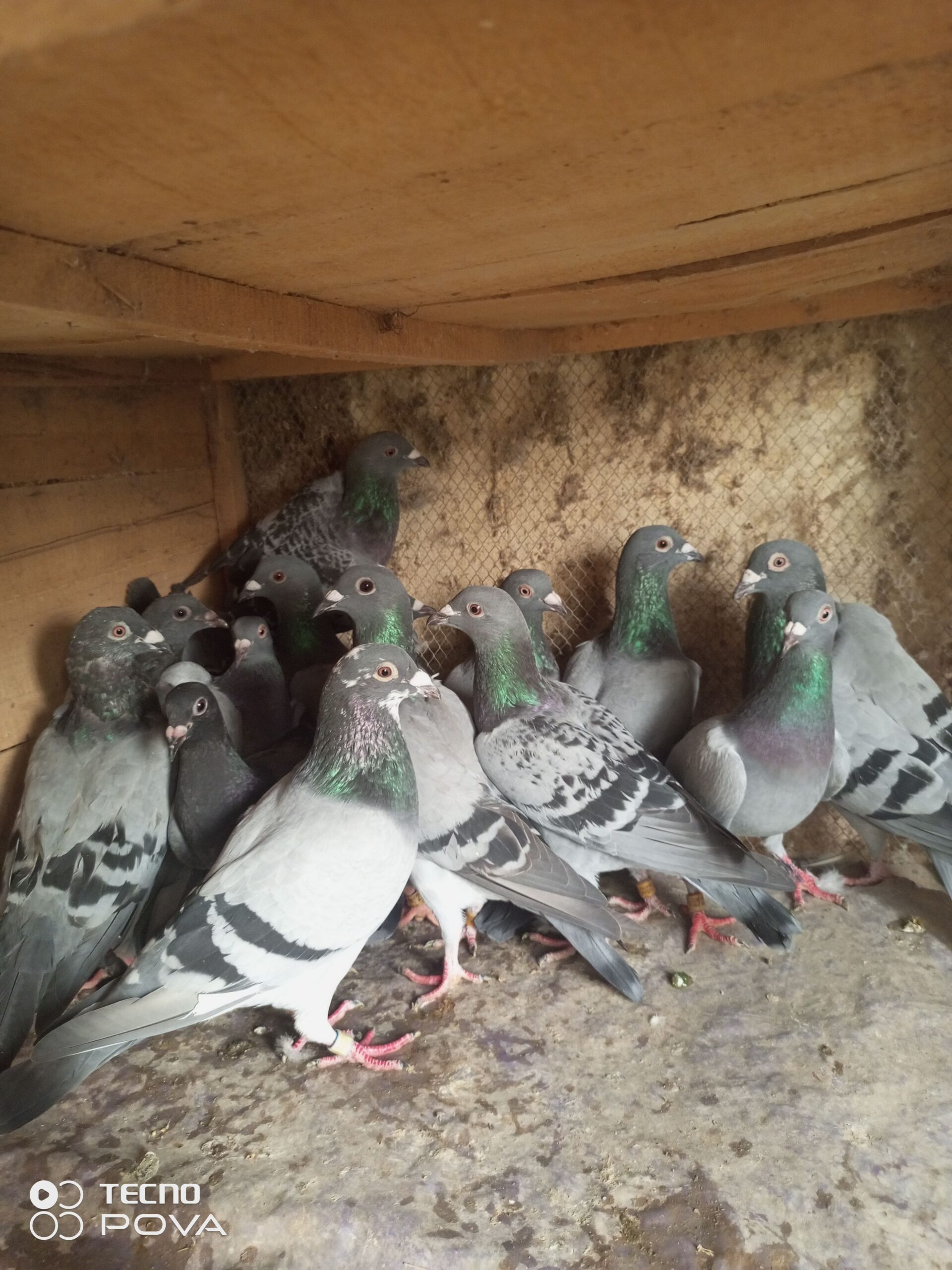 12 PCs racer for sale