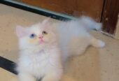 Persian kitten(pair)