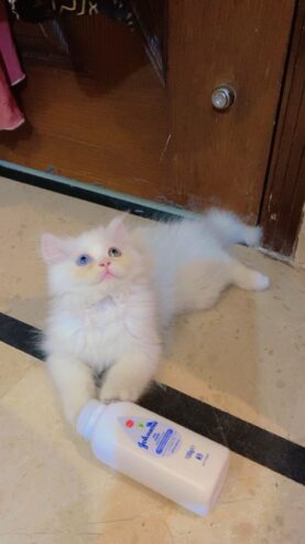 Persian kitten(pair)