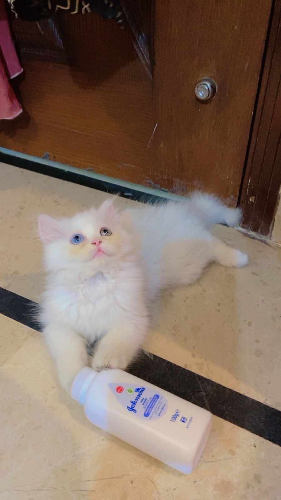 Persian kitten(pair)