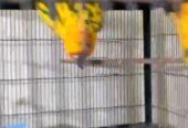 Suncnoure young pair