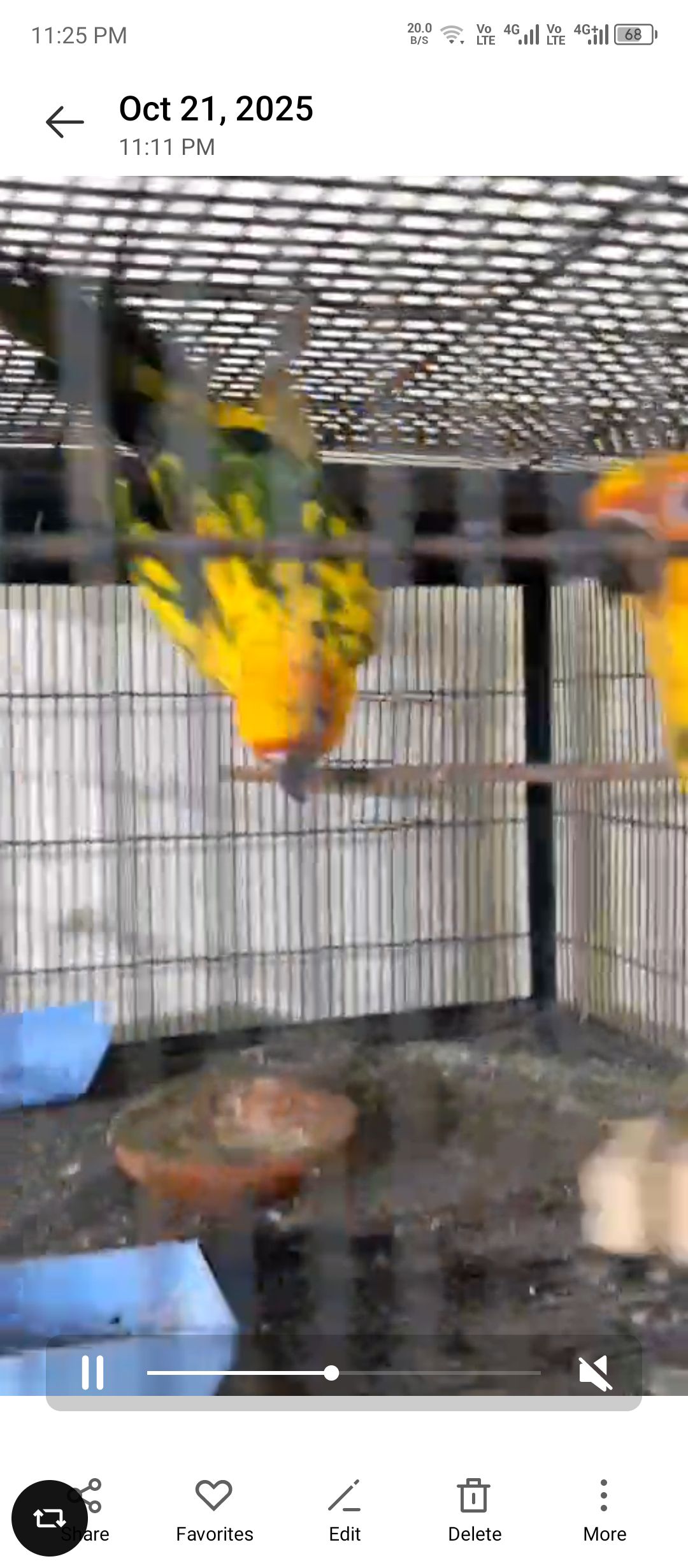 Suncnoure young pair
