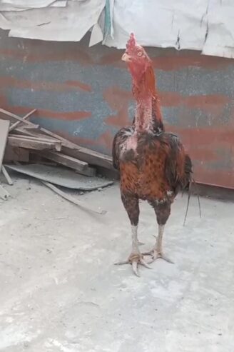 Aseel Oldbloodline